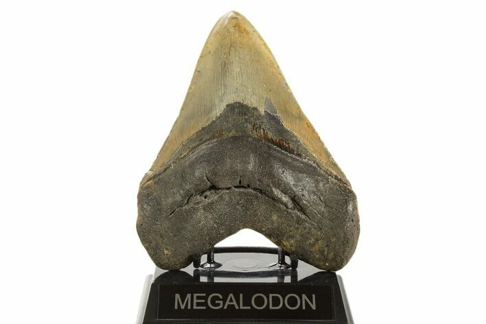 Serrated, Fossil Megalodon Tooth - North Carolina #339280